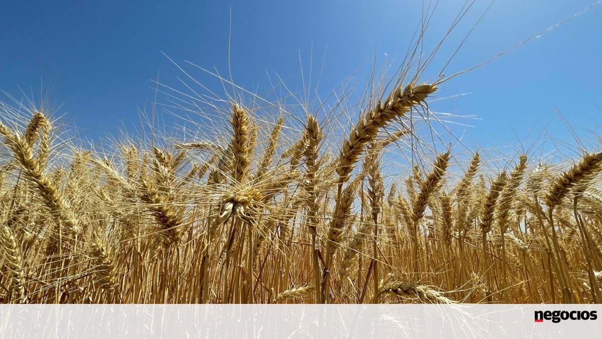 China impõe taxas adicionais de até 15% sobre principais produtos agrícolas dos EUA – Américas