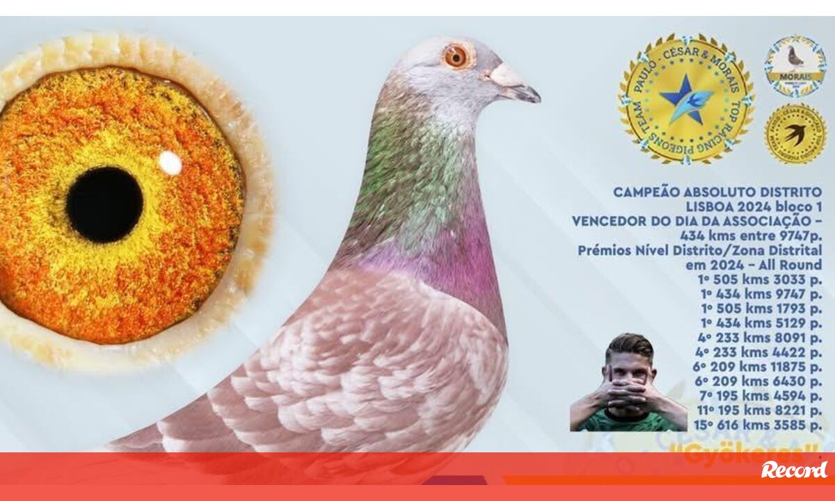 Conheça toda a história de Gyökeres… o pombo campeão do Mundo – Modalidades