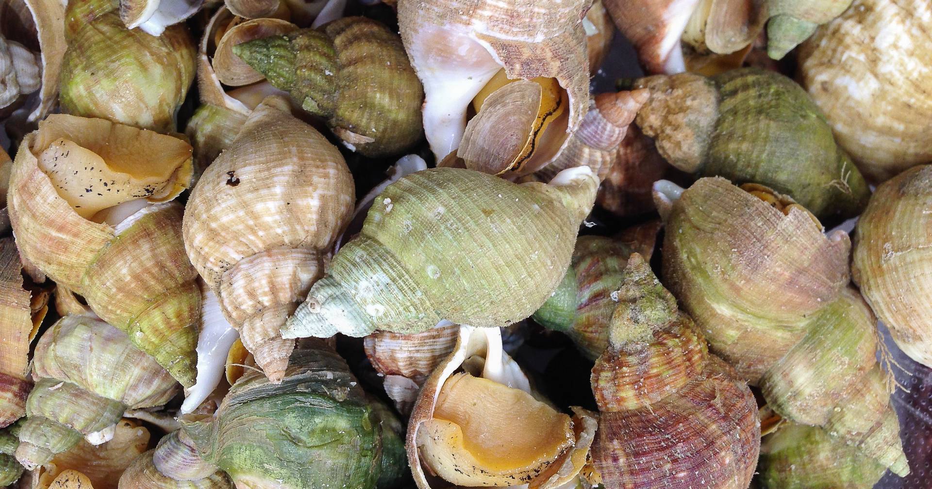 Detetada neurotoxina em búzios capturados no Algarve que pode provocar intoxicações