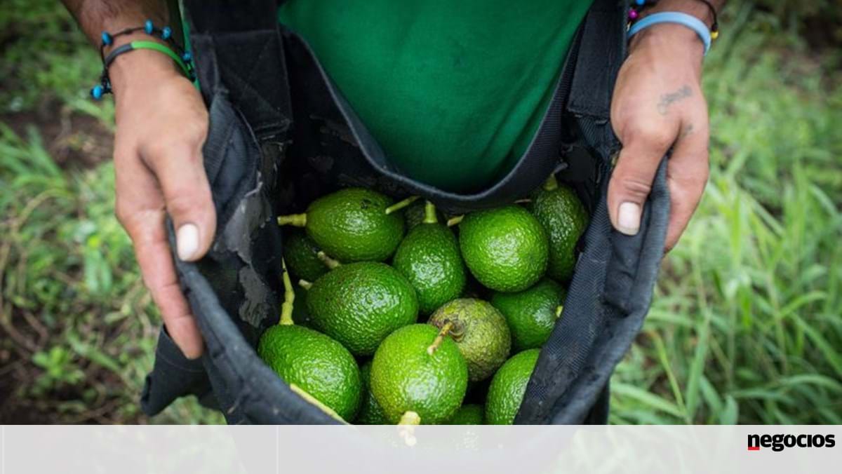 Investigadoras portuguesas reinventam aplicações para o abacate na saúde e indústria – Ambiental