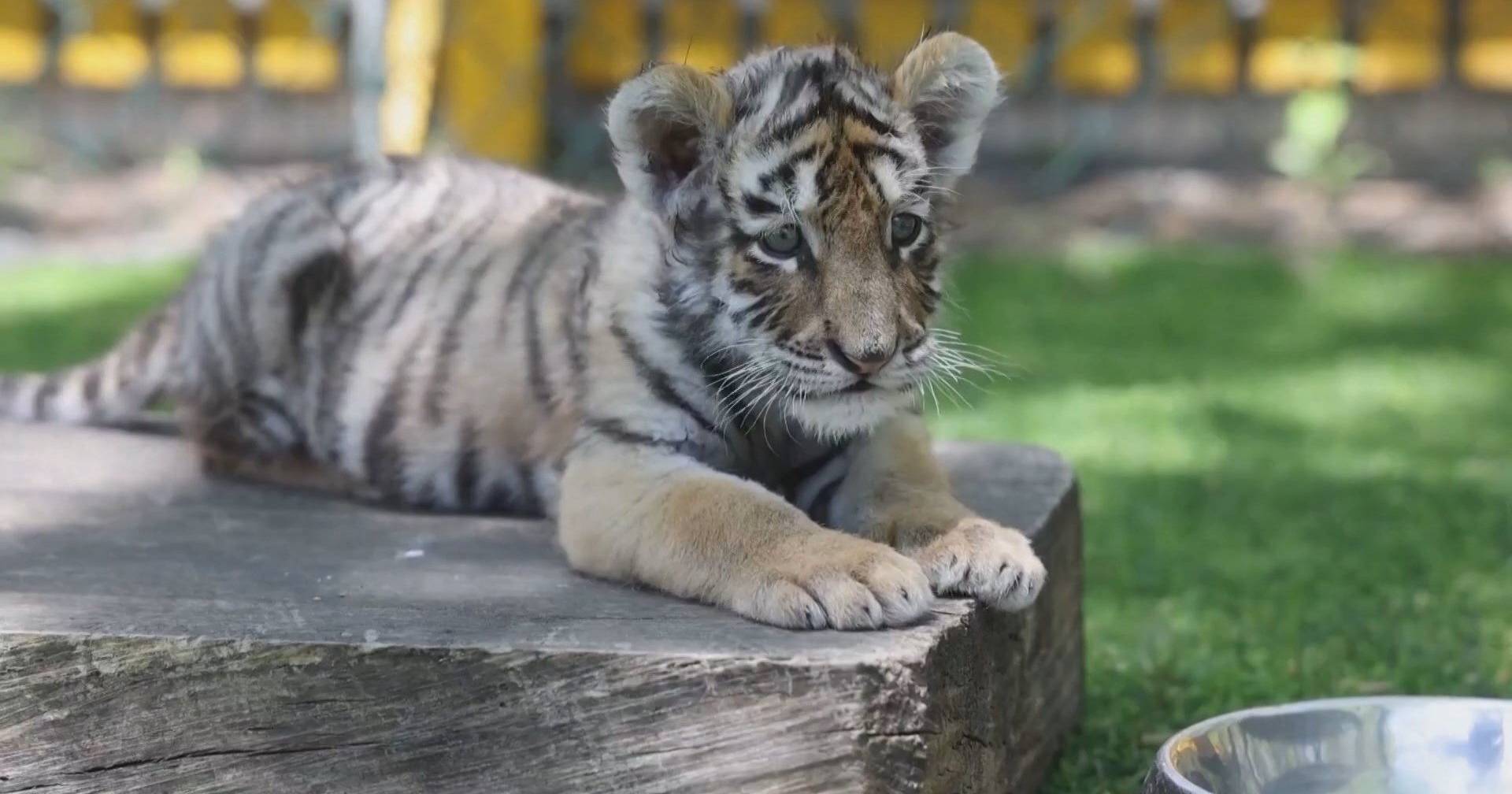 Crias de tigres siberianos encantam visitantes em parque na China