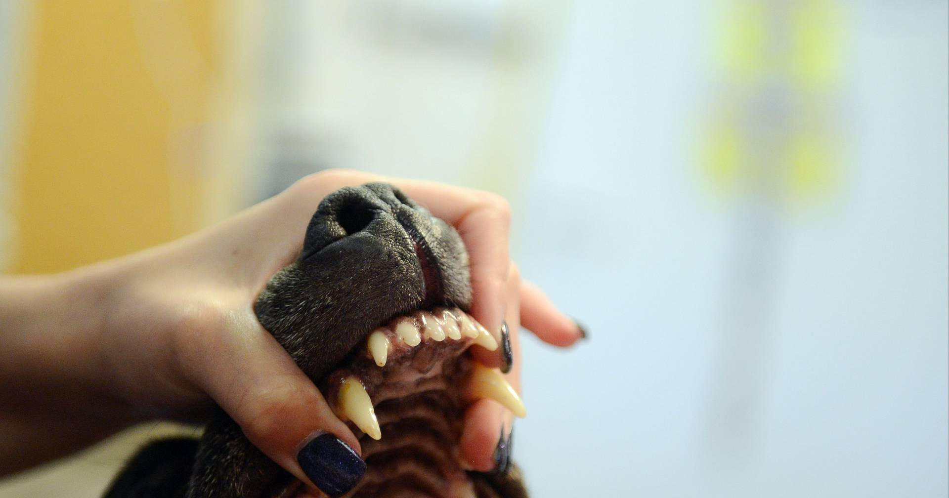 Menina atacada por cão pitbull em escola de Santa Maria da Feira