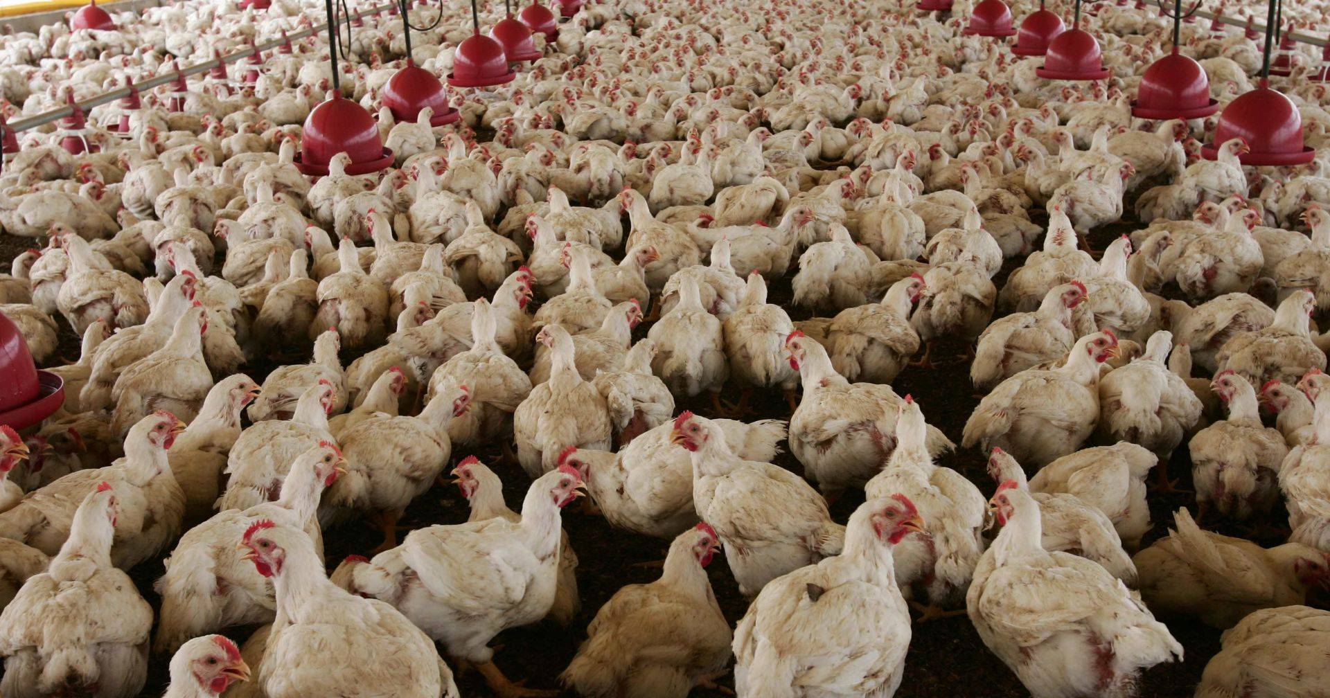 China estende suspensão de importação de frango brasileiro a todos os produtos derivados