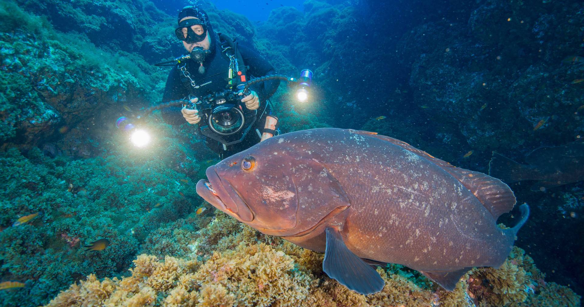 Investigadores portugueses descobrem nova forma de preservar os peixes meros