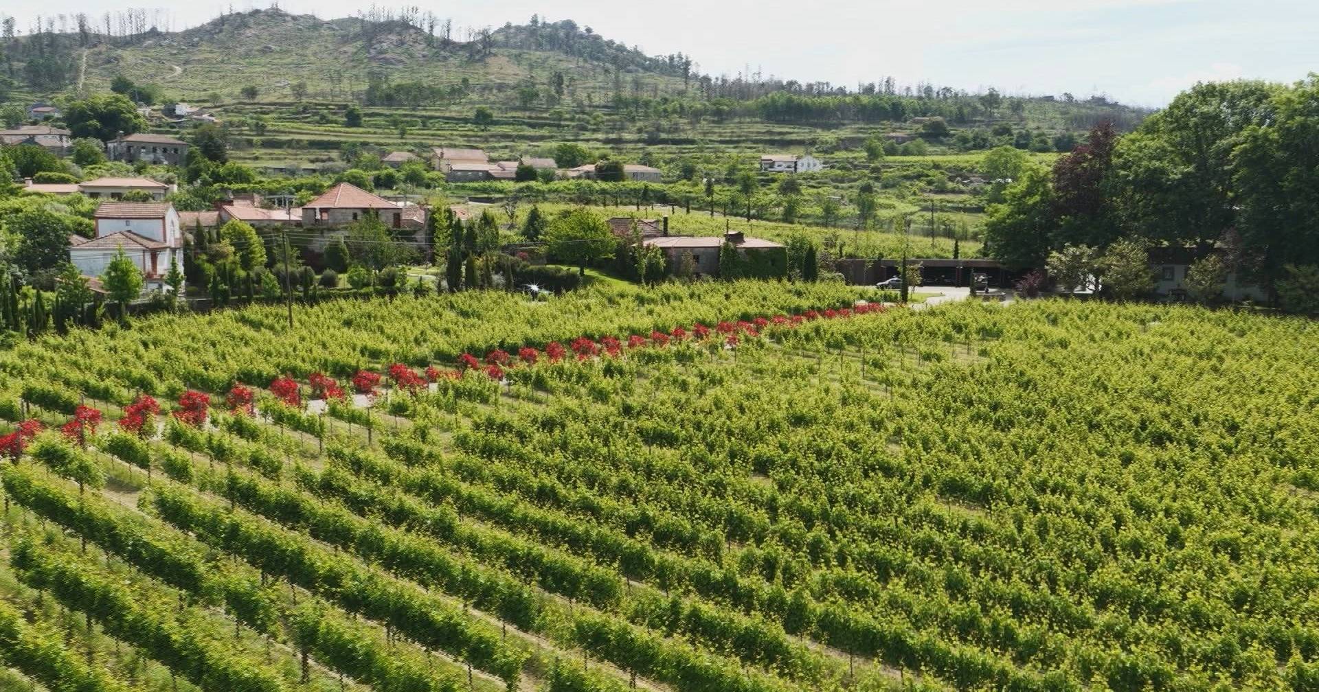 Do coração do Douro ao Porto: este roteiro é a harmonia perfeita entre a arquitetura, a natureza, a gastronomia e a arte