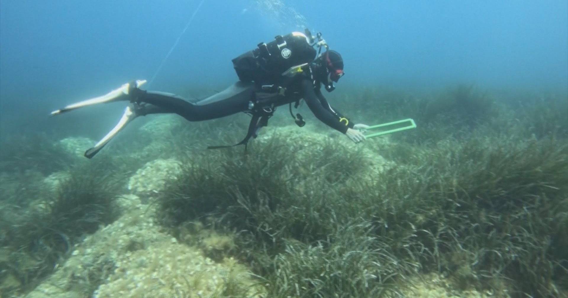 Cientistas lutam para salvar trepadeira-do-mediterrâneo na Croácia