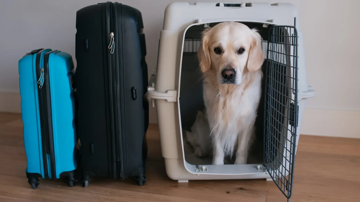 cães e gatos podem ser considerados “bagagem” nos voo internacionais