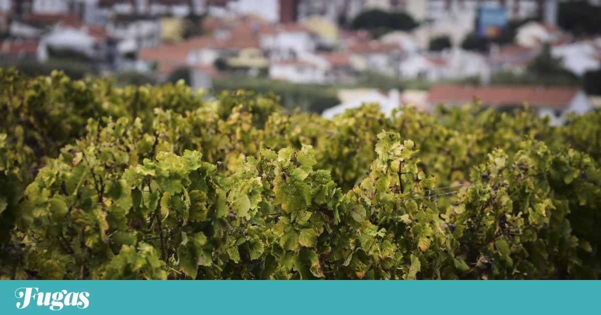 O licoroso que é doce, salgado e “seco” e nasce numa micro-região chamada Carcavelos | Reportagem