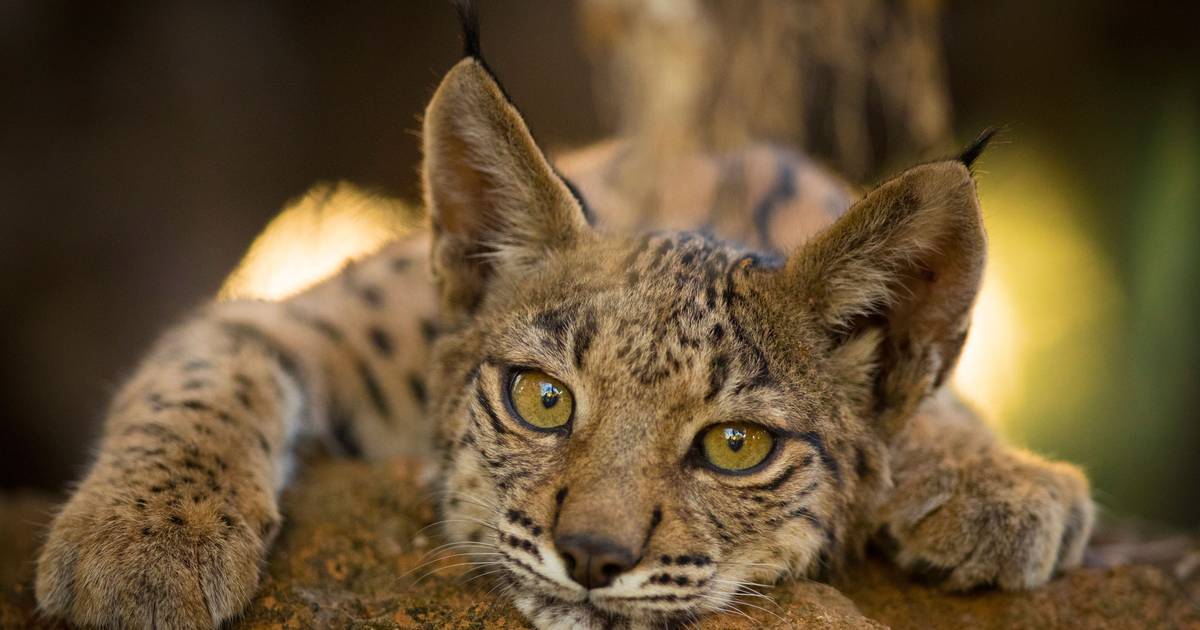 Criados pela primeira vez embriões de lince-ibérico por fertilização in vitro
