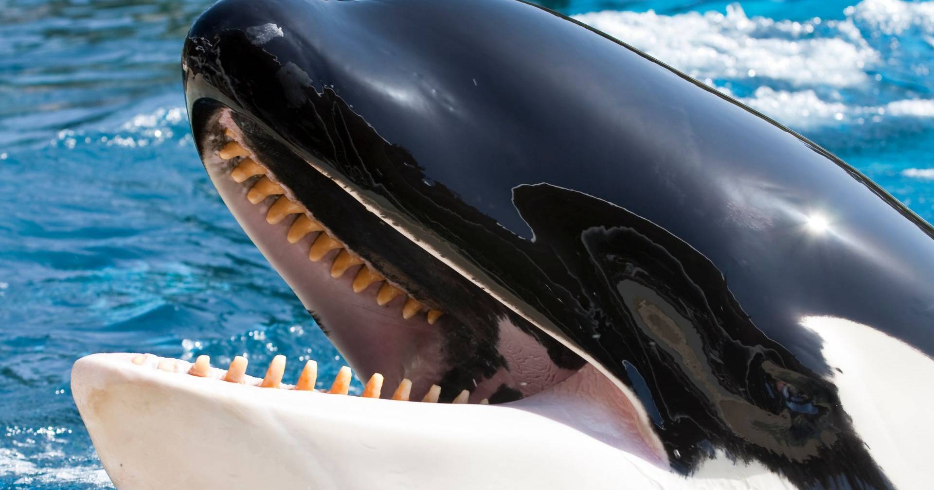 Cientistas descodificam os sons das orcas ibéricas criticamente ameaçadas