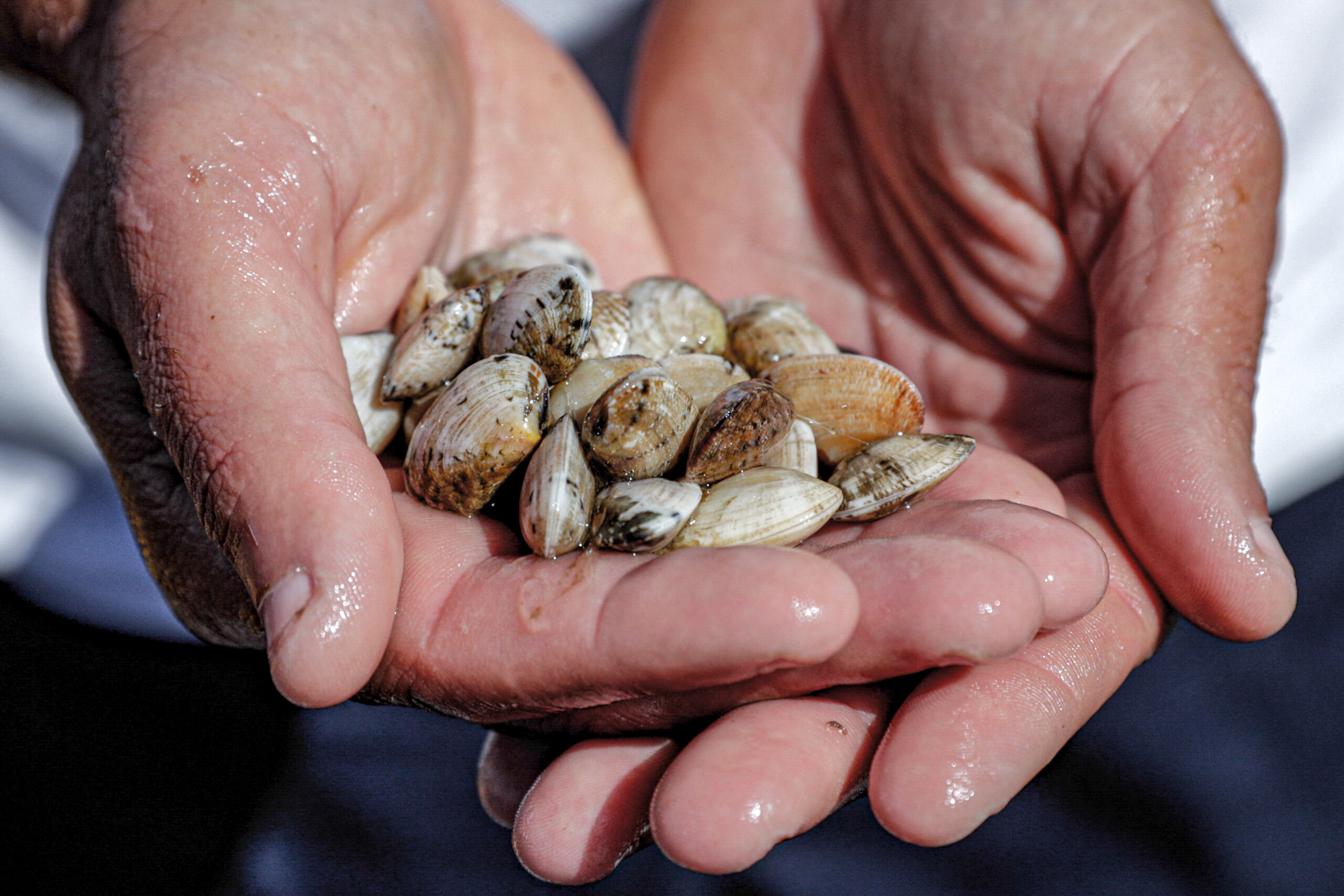 Amêijoas do Tejo travadas antes de chegar ao mercado