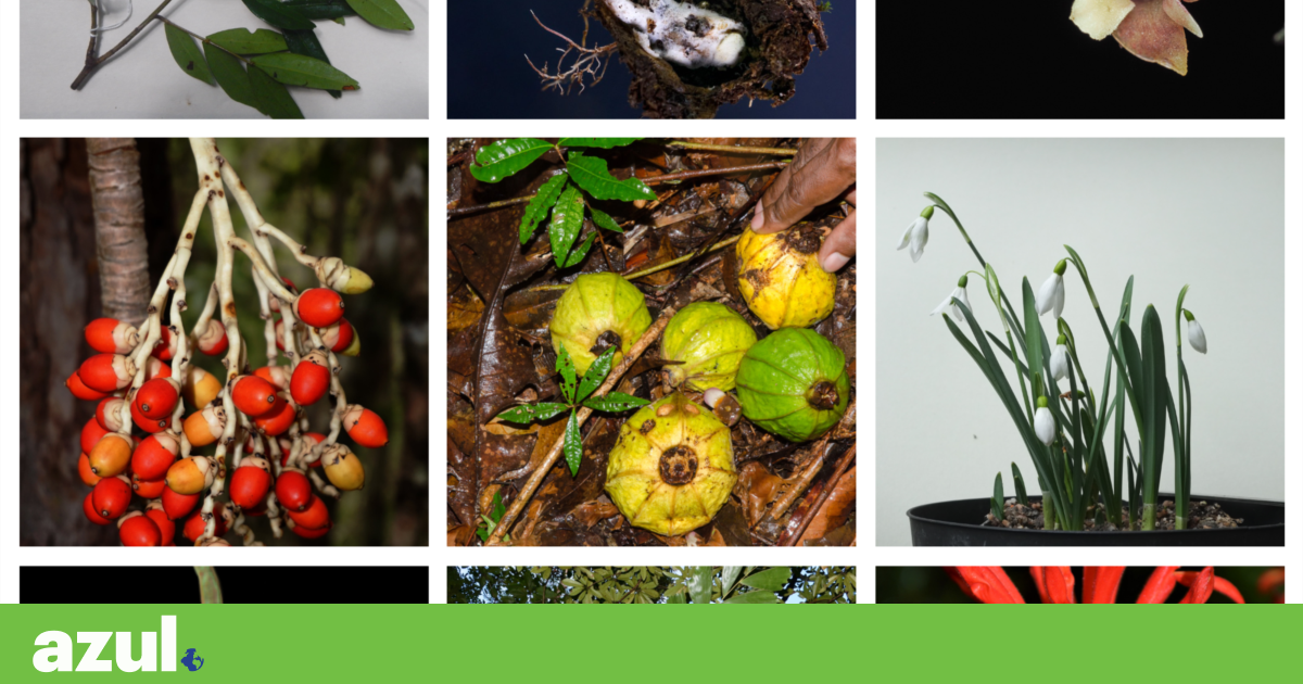 Do fungo zombie à orquídea sanguinolenta: as espécies mais curiosas de 2025 | Biodiversidade